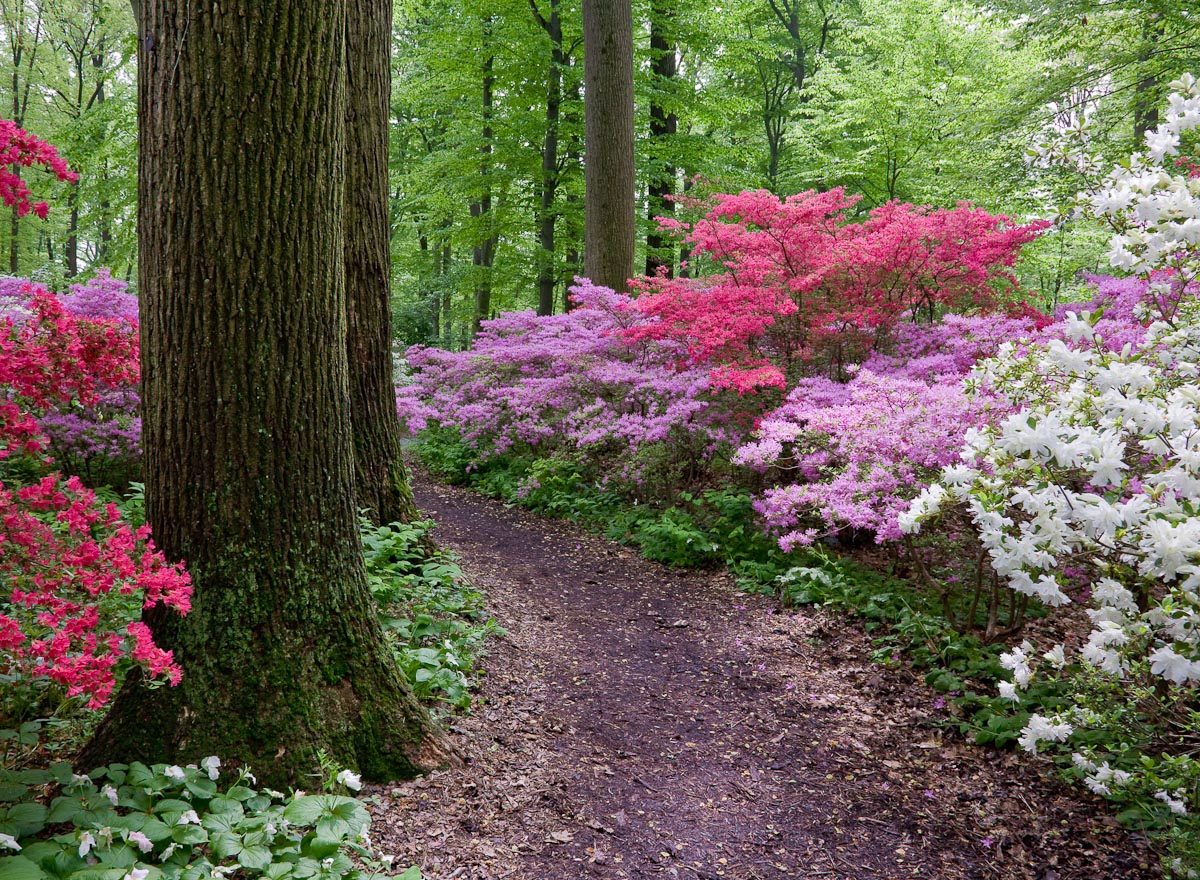 Spring Colors II