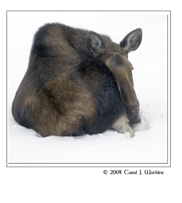 WC #149 Mom moose at rest for Moose man