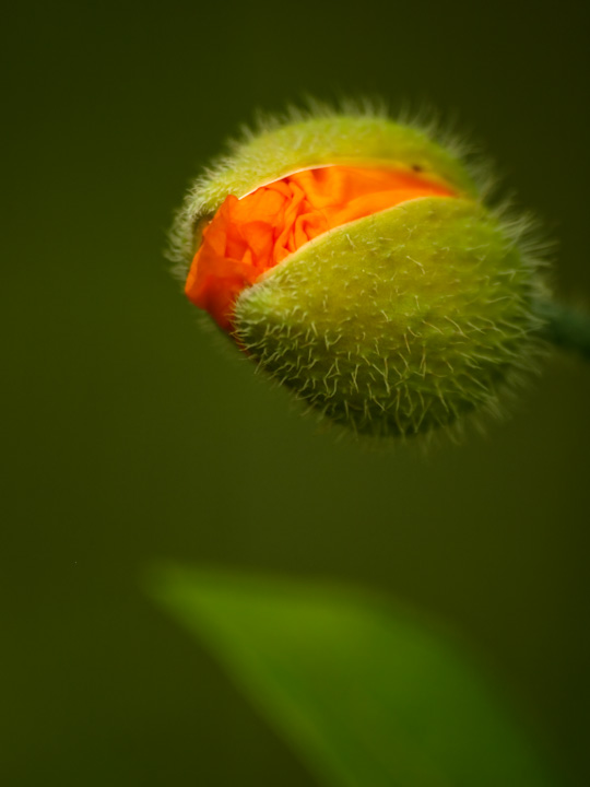 Enclosed