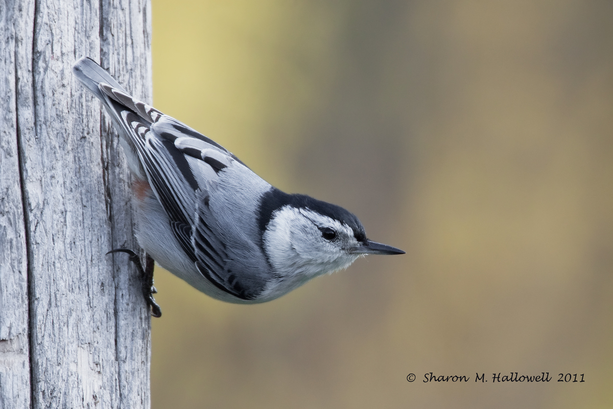 Classic Nuthatch