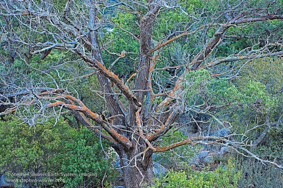 Textures of Trees