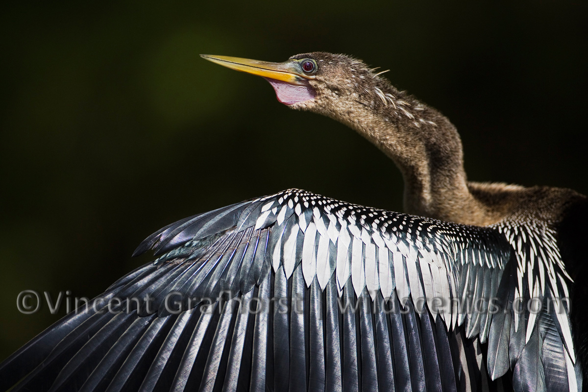 Anhinga portrait