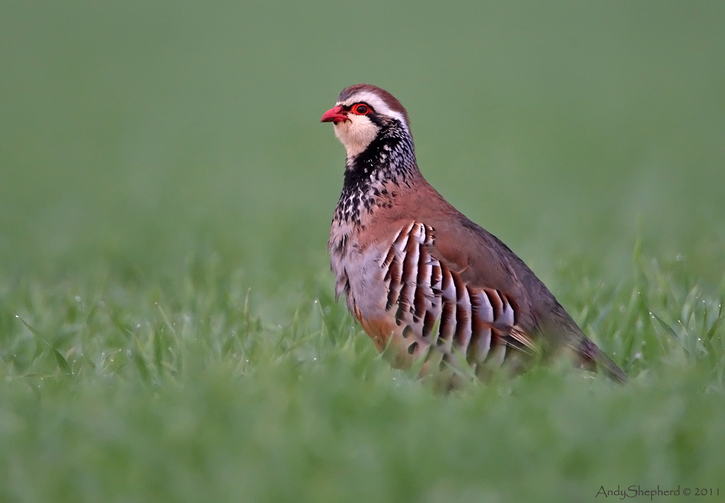 Red-legged Partridge