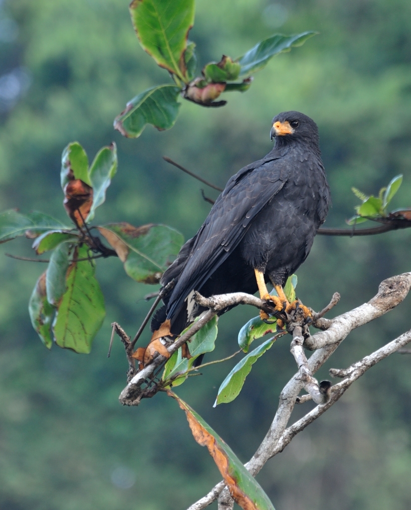 Black Hawk
