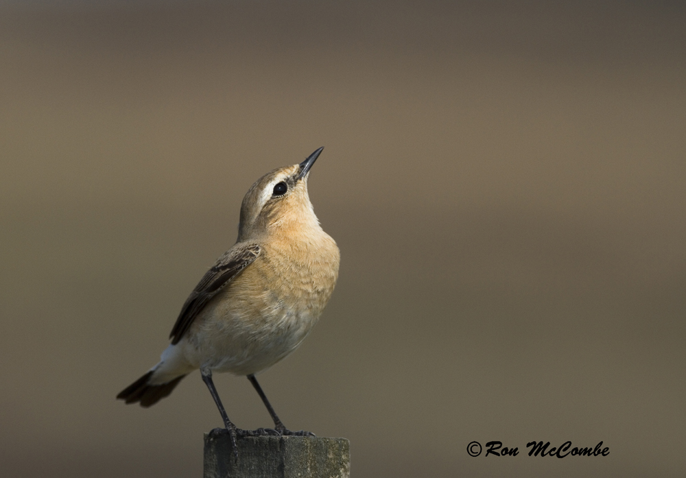 Northern Wheatear