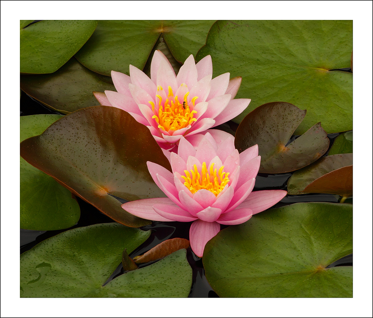 Hardy Water Lily