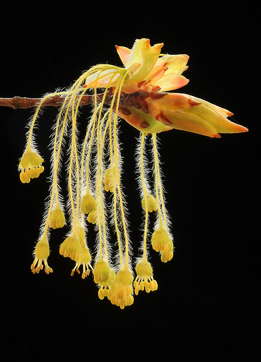 Pollen maker