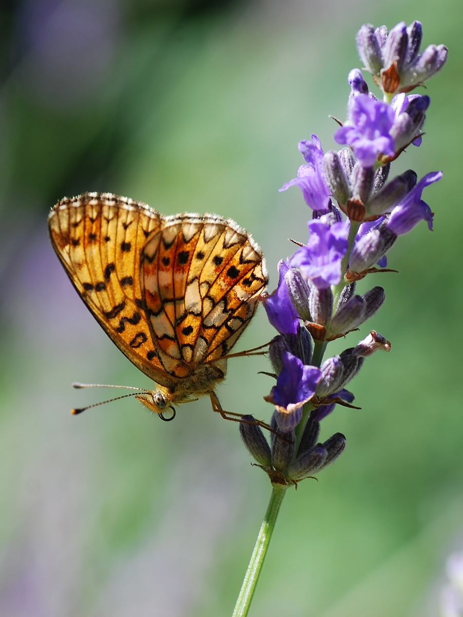 Fritillary sp.