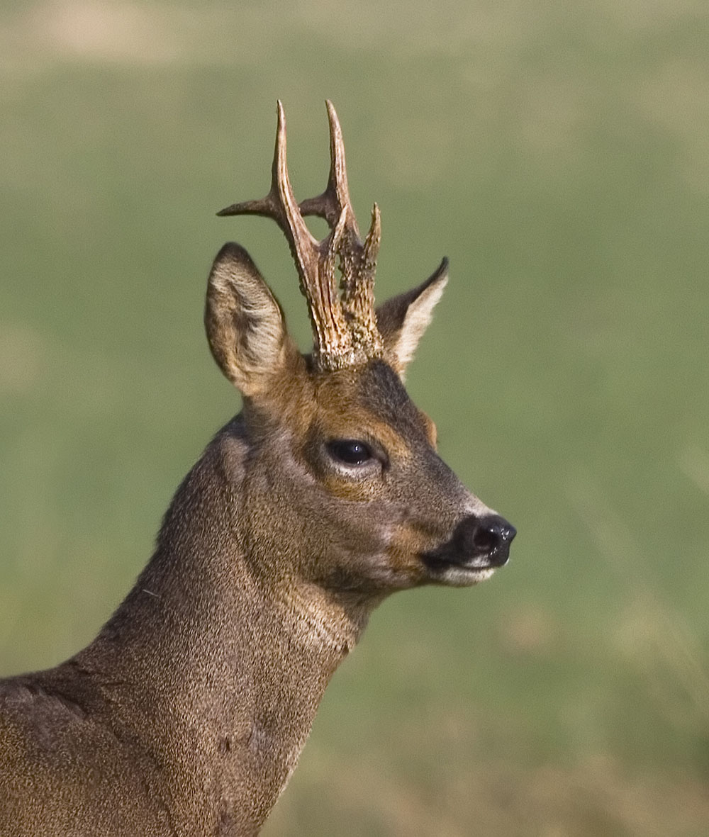 Roe Buck Portrait