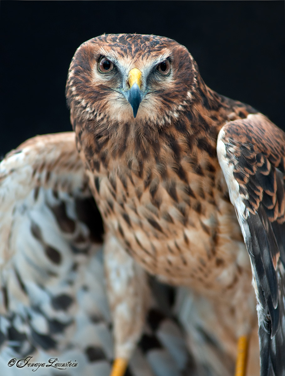 (c) Northern Harrier