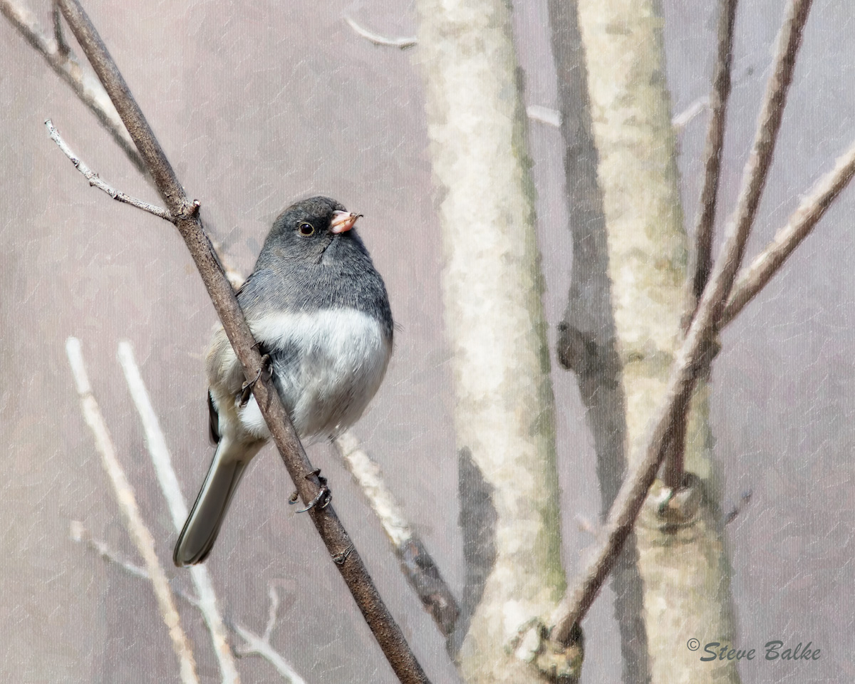 Dark-Eyed Junco 