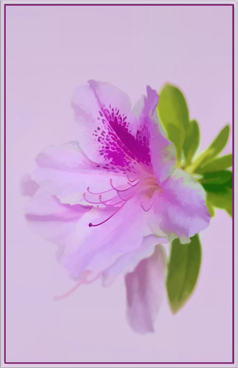 Azalea in Watercolour