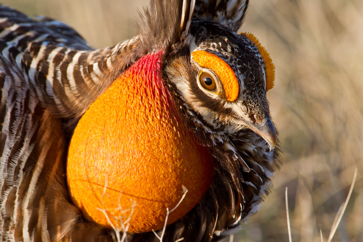 Prairie Chicken 4