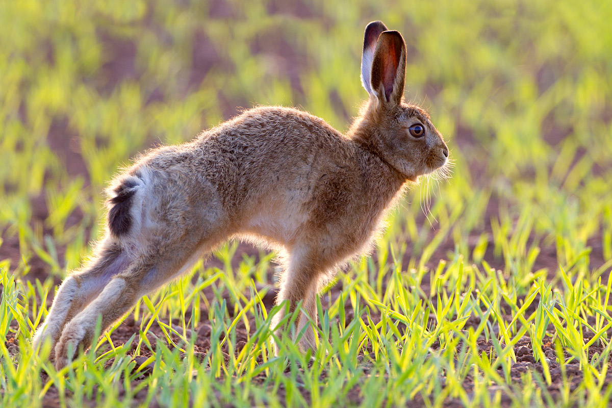 Young Brown Hare.