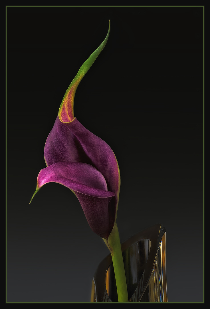 Purple Calla