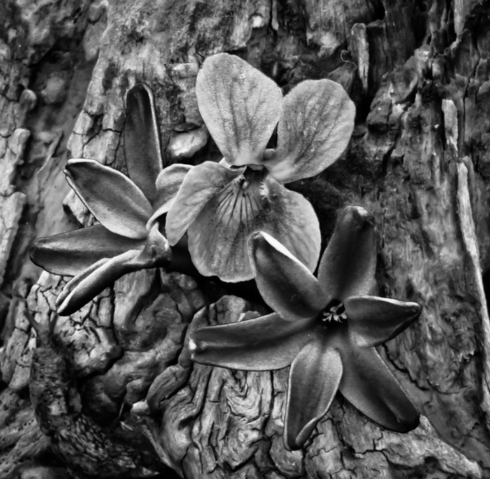 Flowers and wood