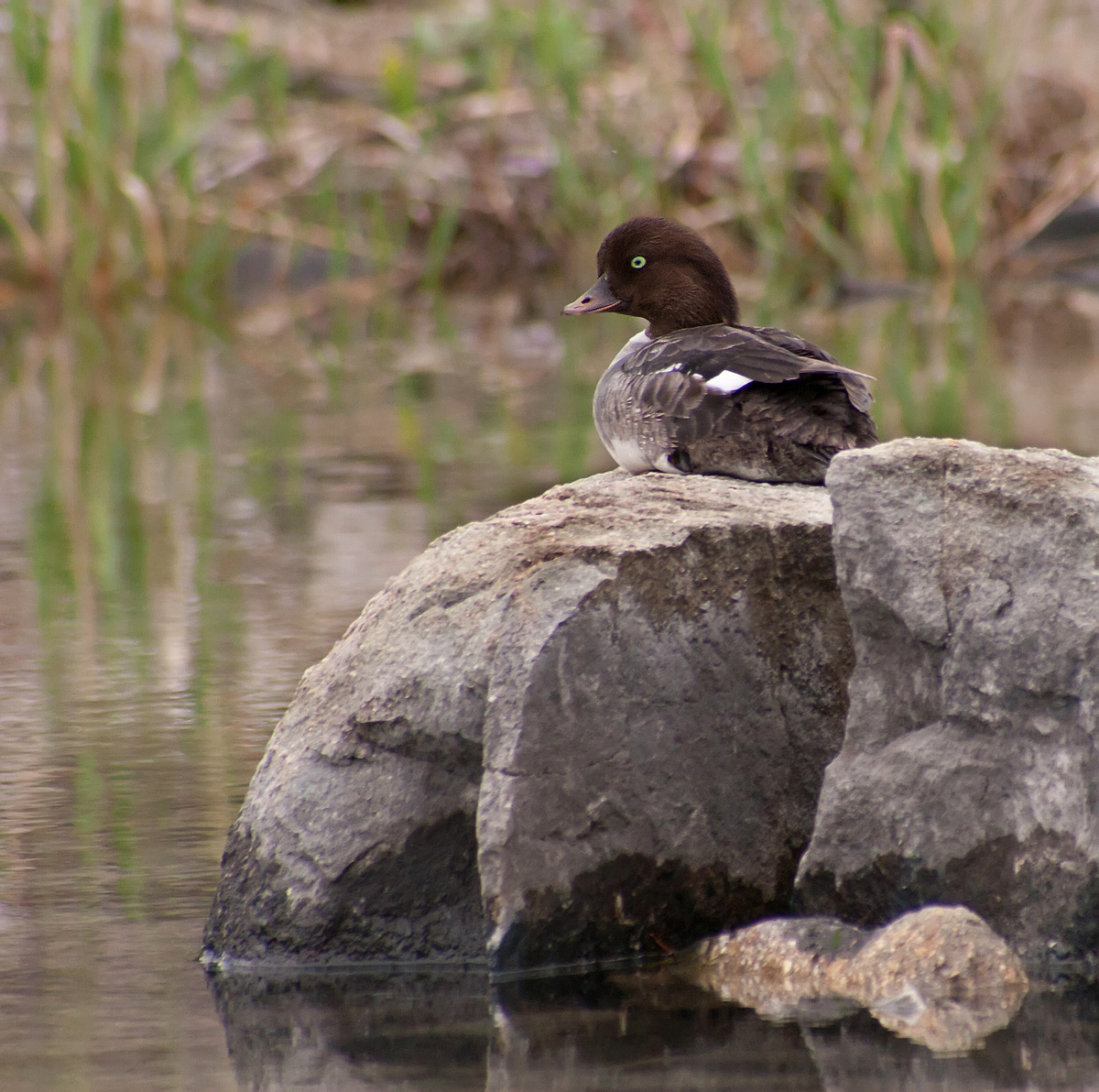Barrow's Goldeneye