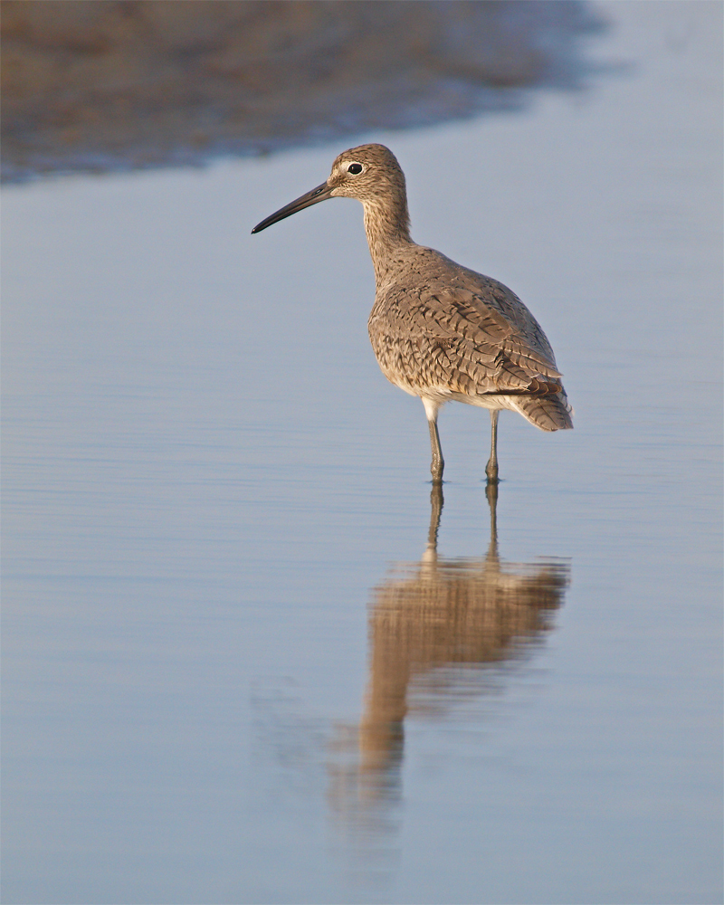 Willet