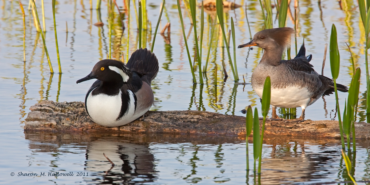 Hooded Pair