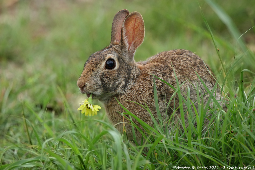 Easter Bunny