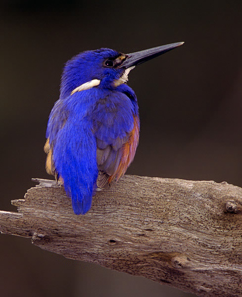 Azure Kingfisher