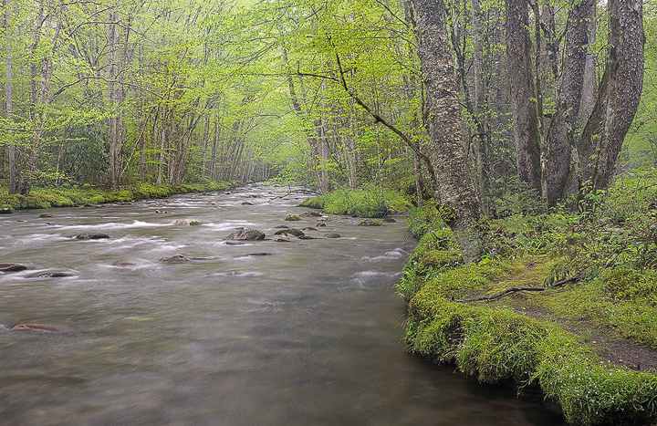 Forest Green