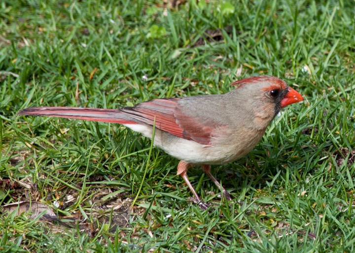 Female cardinal