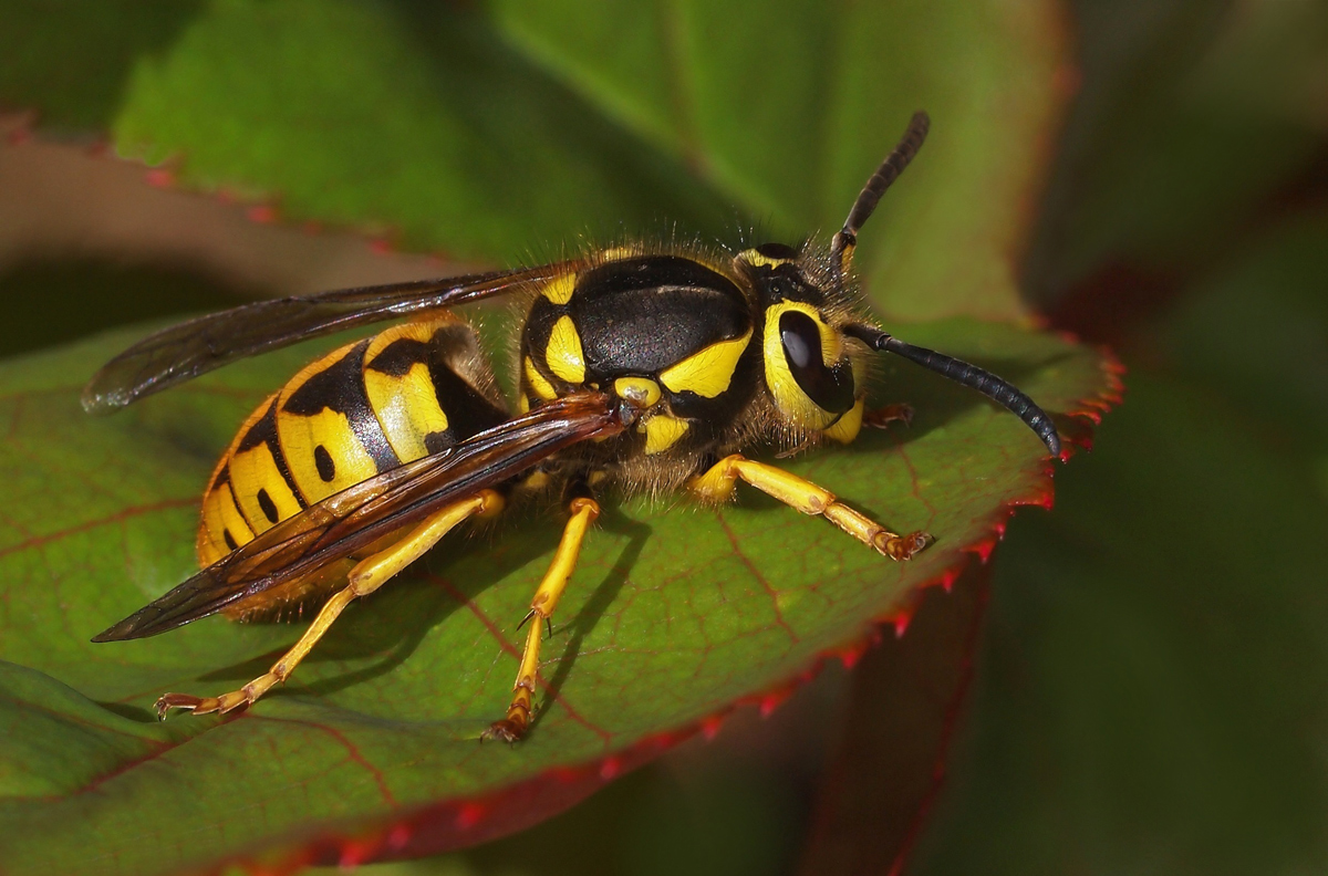 Sandhills Hornet