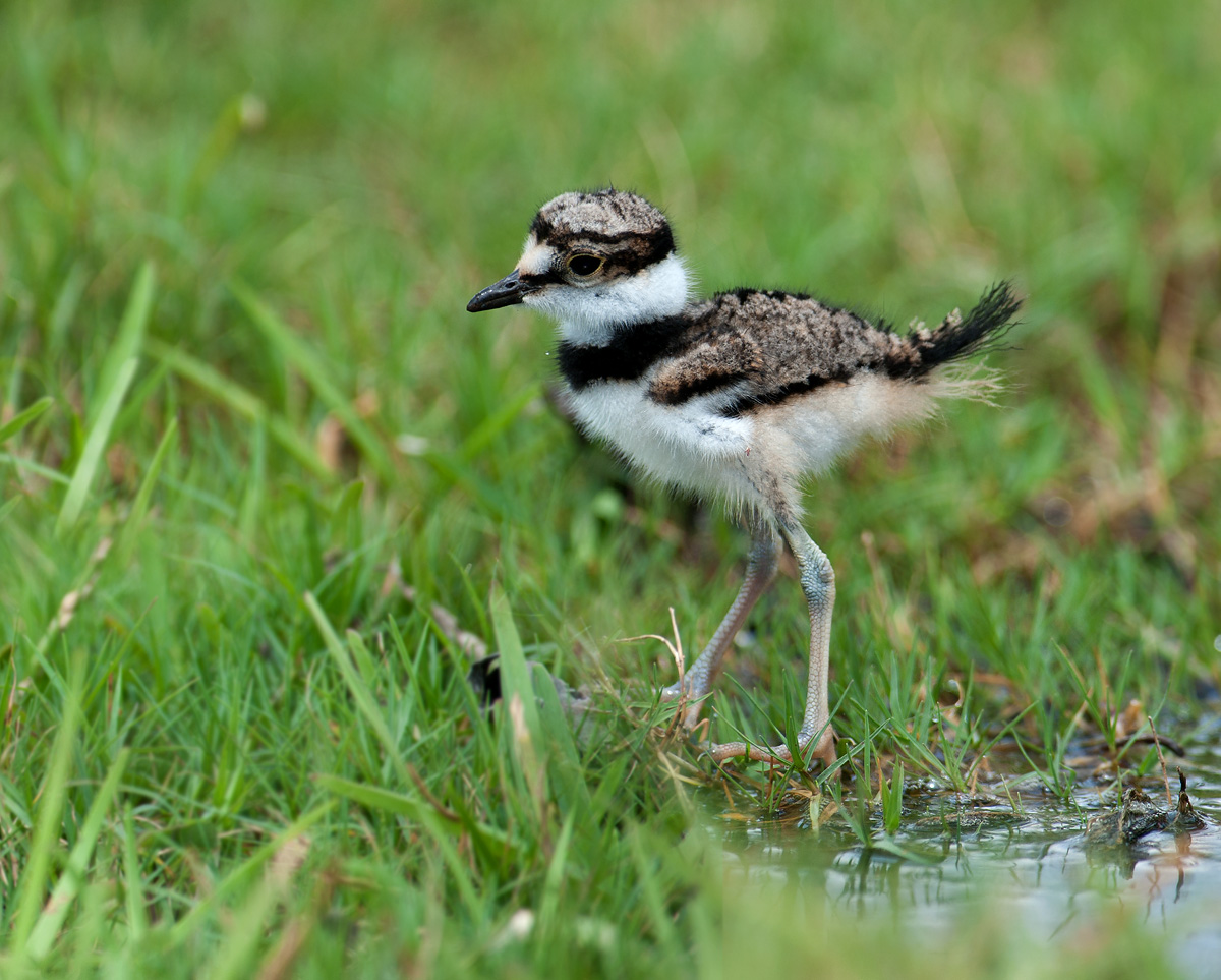 Killdeer Chick