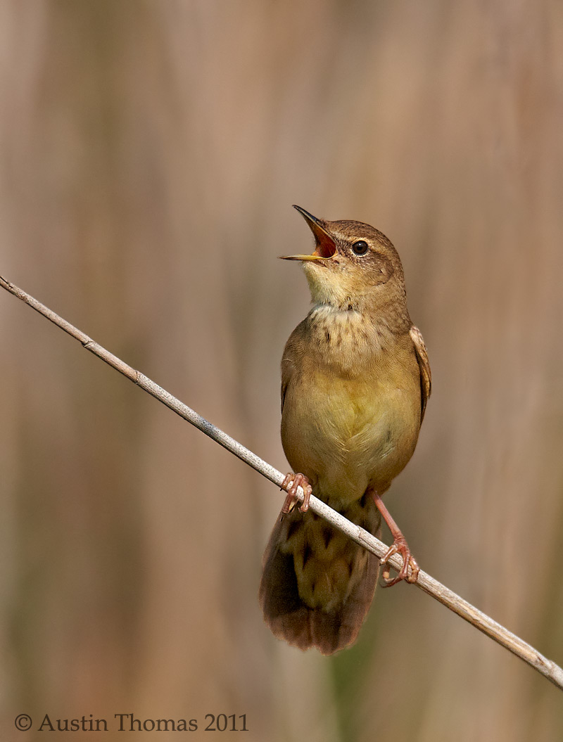 Grasshopper Warbler