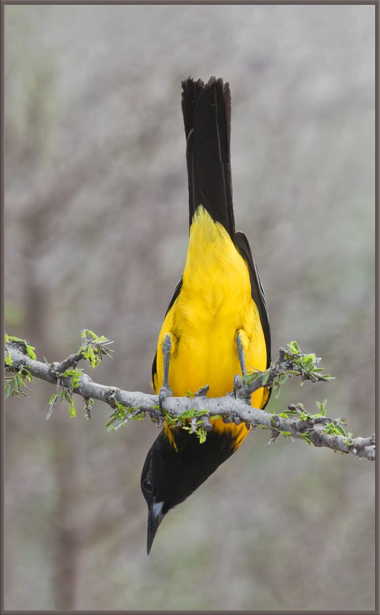 Audubon's Oriole 2
