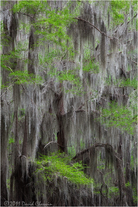 Splashes of Green