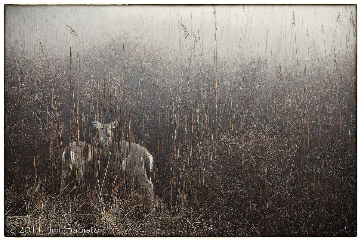 Misty Morning