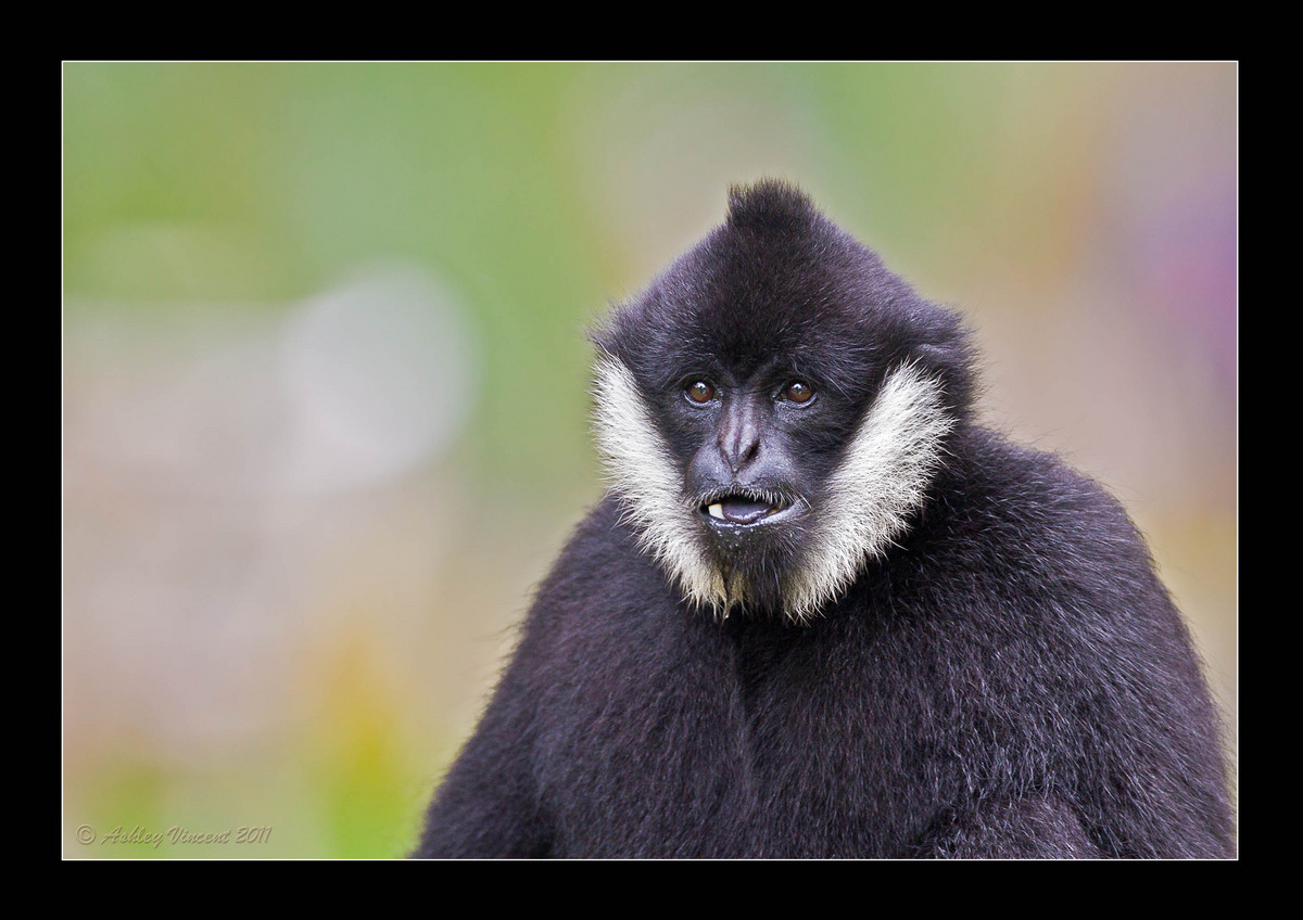 Black-Tongued Gibbon ;^)