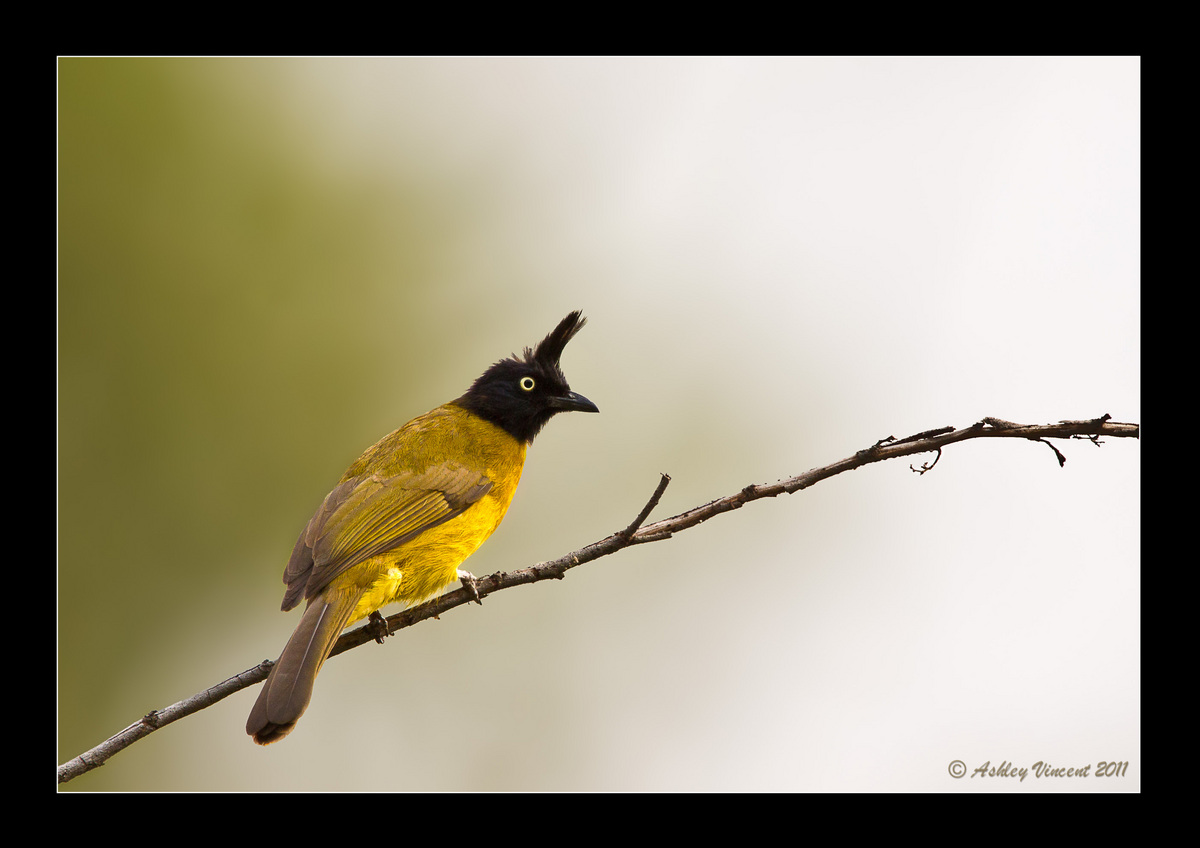 BC Bulbul … in Profile