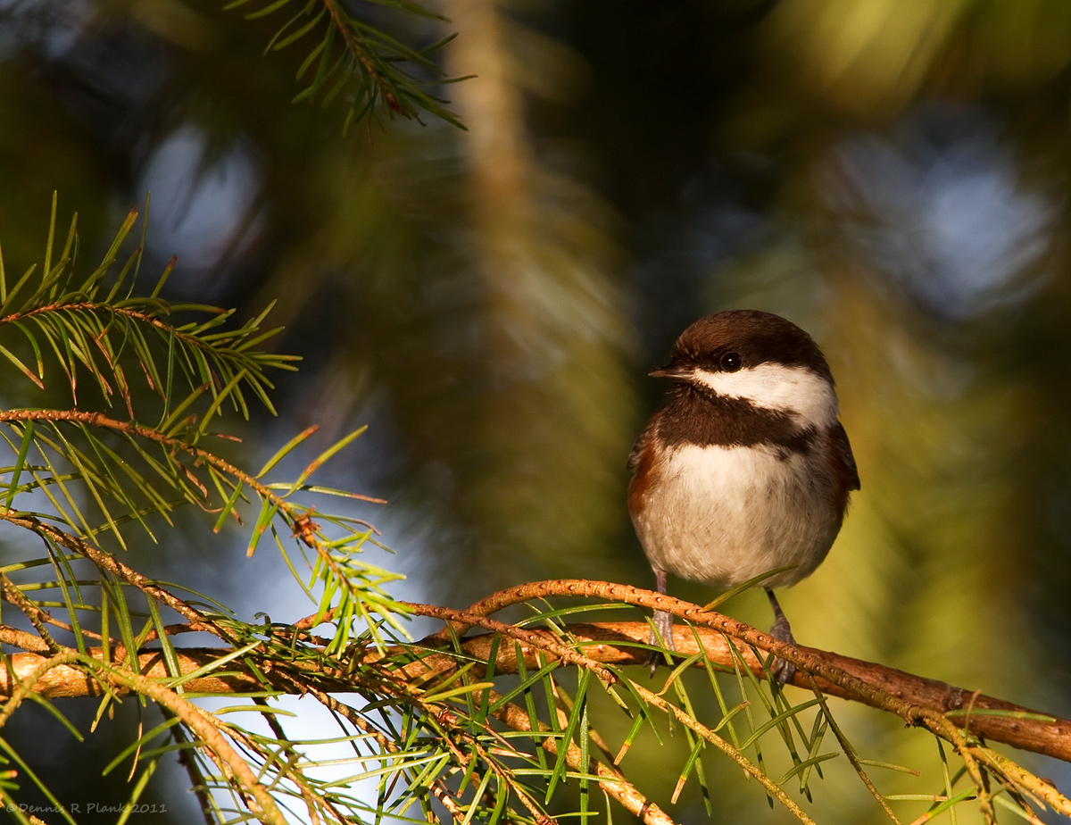 ChestnutBacked Chickadee
