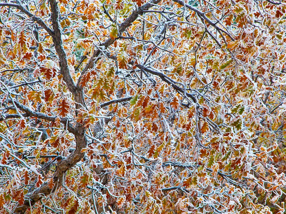 WC480 Fall Into Winter