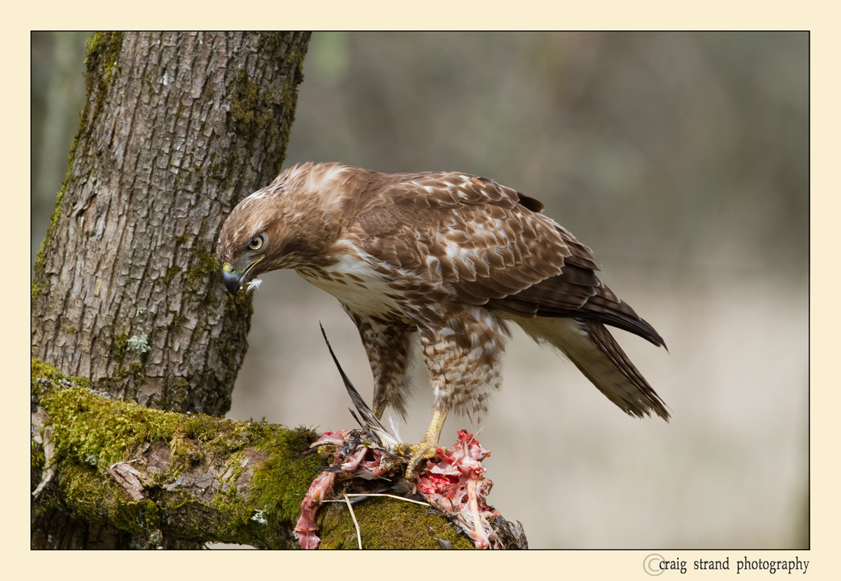 Red Tailed Hawk #2
