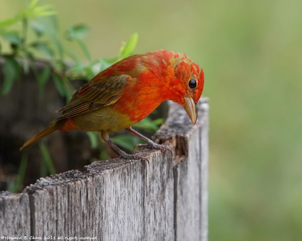 Summer Tanager  