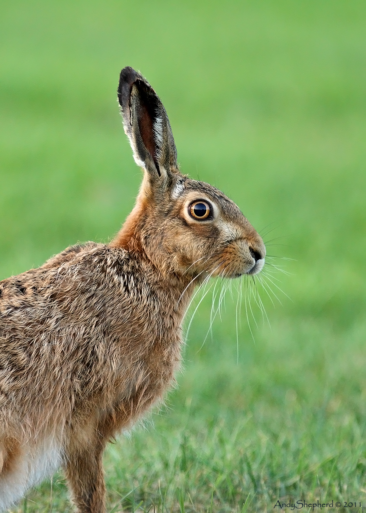 Hare portrait
