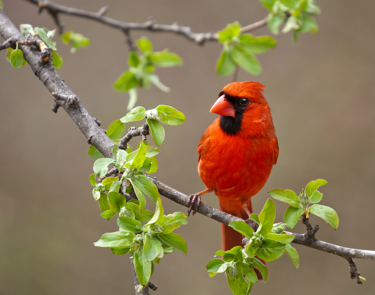 Another Cardinal