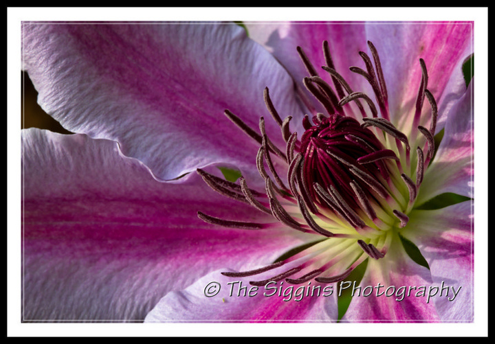 Easter Clematis