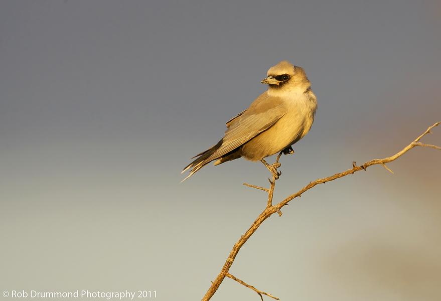 Black-faced Woodswallow