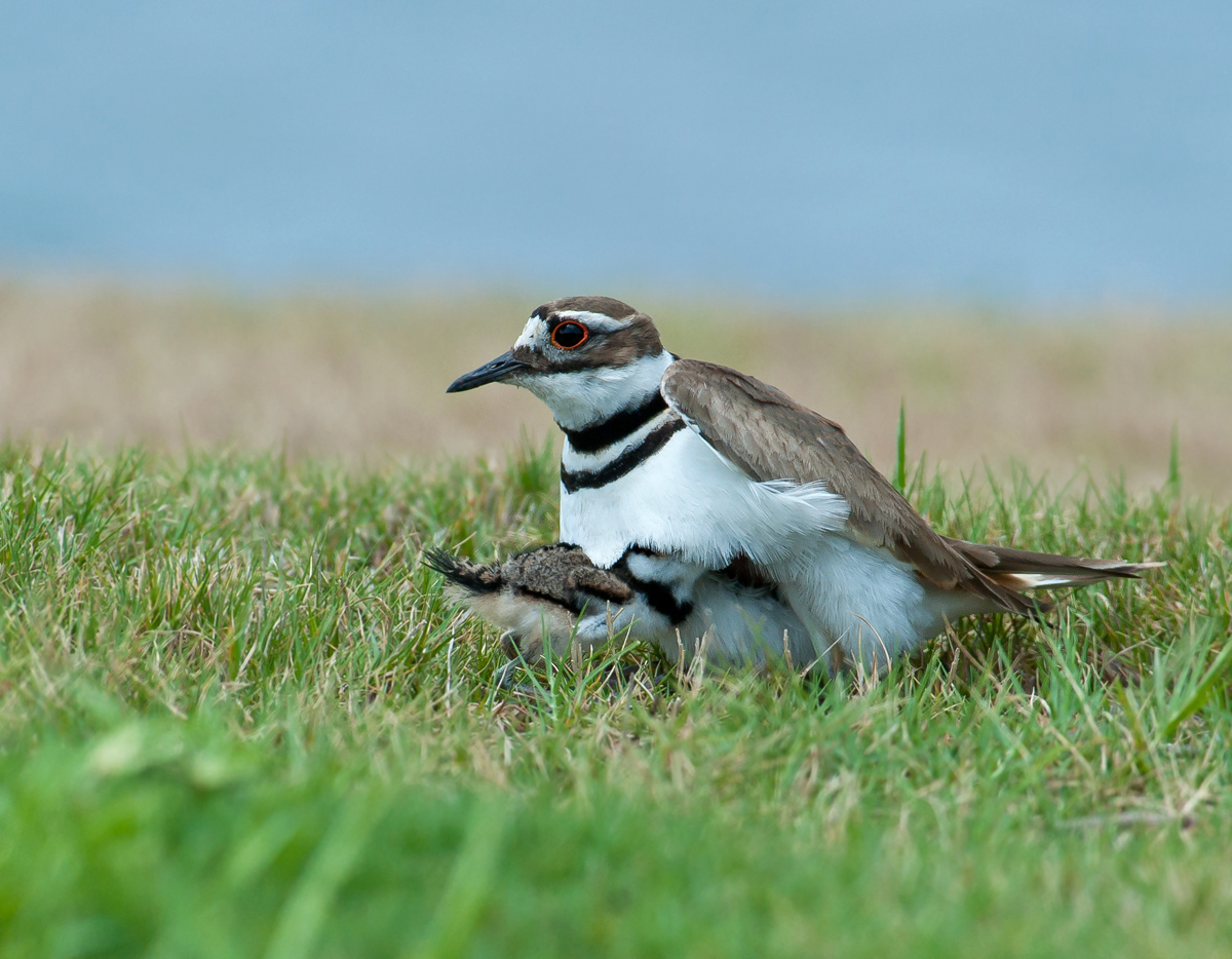 Killdeer Mom and Chick