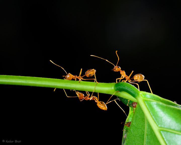 Fire ants