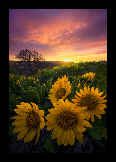 Sun Flowers