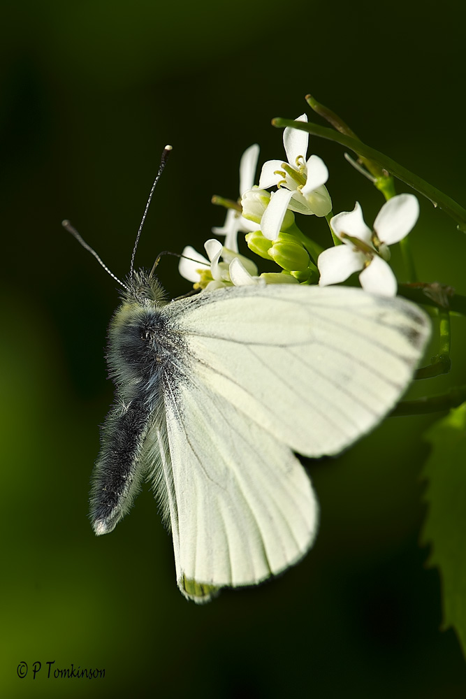 Wood white