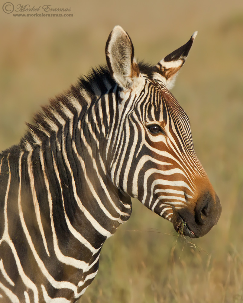 Cape Mountain Zebra