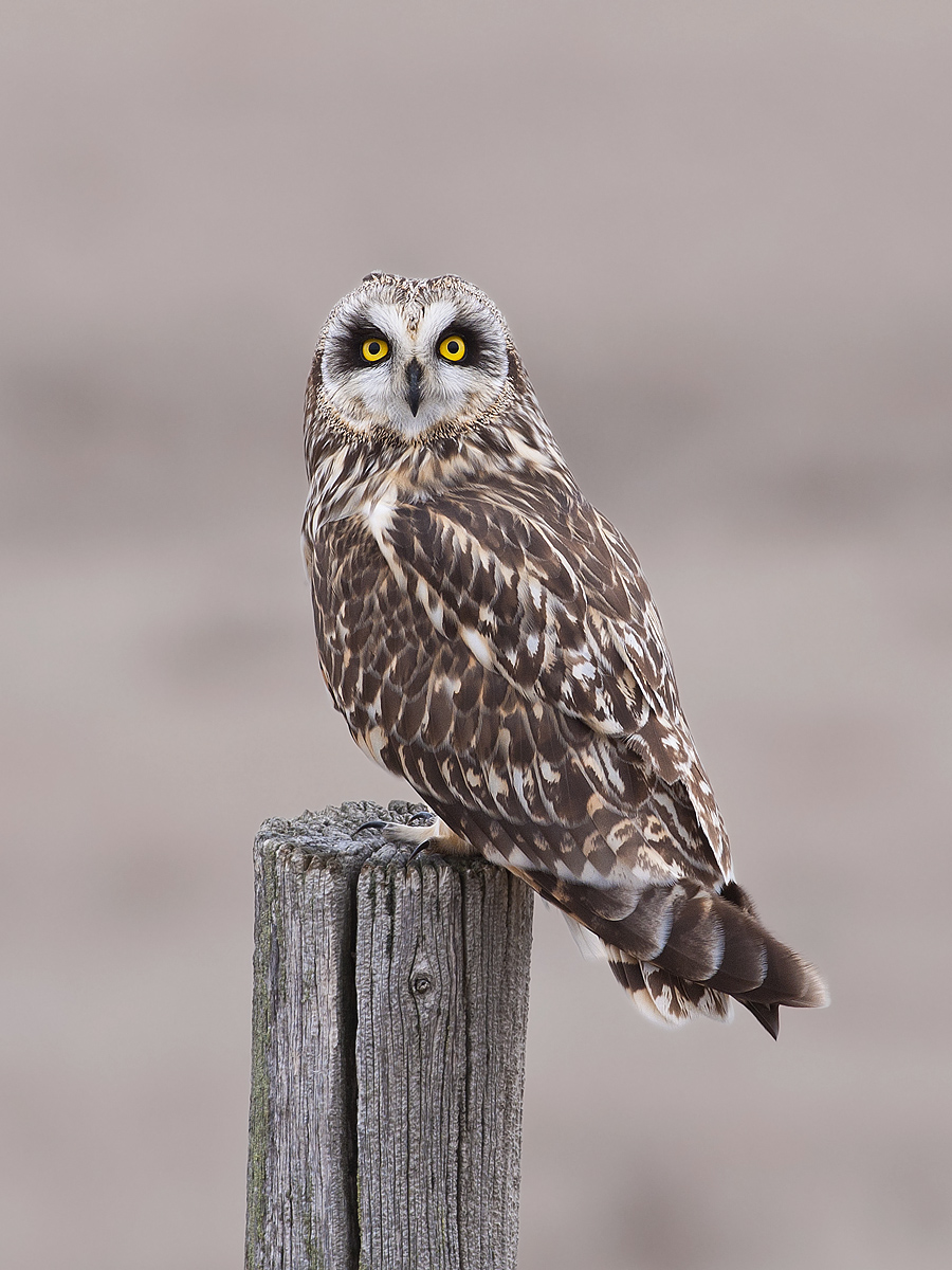 Short Eared Owl