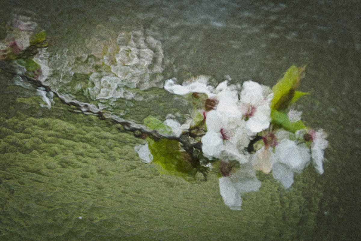 Frosted Flower